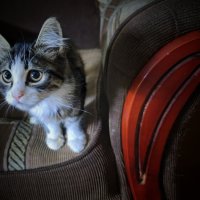 Ну да я провинился :: Мариша Тим Ну да я провинился :: Мариша Тим