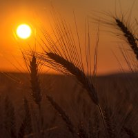В поле зреют колоски...