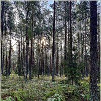 Сентябрь в лесу.