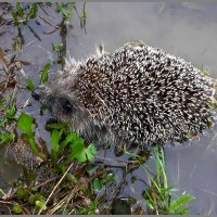 Плывущий ёж