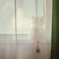 Смотрящий в окно