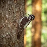 Three‑toed woodpecker | 5 :: Sergey Sonvar