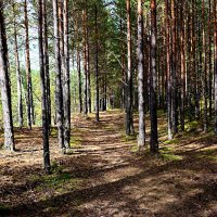 осень :: Александр 