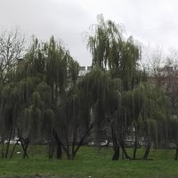 Ивушки