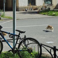 городские коты