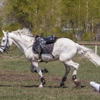 Конкур :: SanSan San