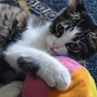 Котенок с мячом