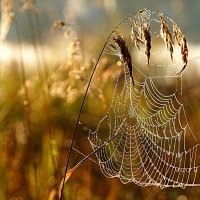 В рассветный час