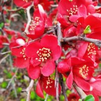 айва март Новороссийск