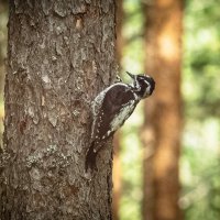 Three‑toed woodpecker | 6 :: Sergey Sonvar