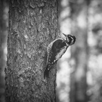 Three‑toed woodpecker | 8 :: Sergey Sonvar