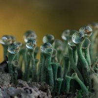 Кладония бахромчатая (Cladonia fimbriata)... :: Федор Кованский Кладония бахромчатая (Cladonia fimbriata)... :: Федор Кованский