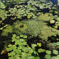 Водная растительность на реке