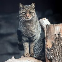 европейский кот