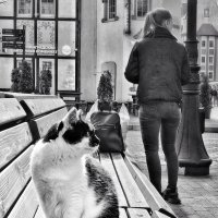 Коты, люди и янтарь
