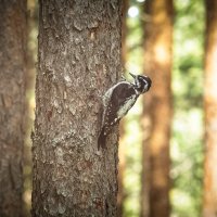Three‑toed woodpecker | 12