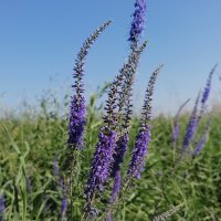 Вероника длиннолистная