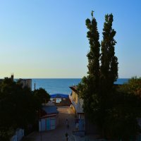 Феодосия. Тополь у Феодосийского залива летним утром.
