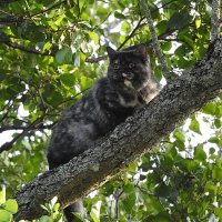 кошка забралась на дерево-12-15 метров высоты