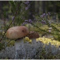 От тихой охоты