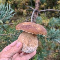 Царь :: Валерий Судачок