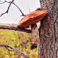 Сентябрь..Беличий гриб! :: Владимир 