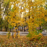В золотую осень
