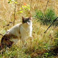 кошка мышкует на опушке леса :: Александр Прокудин