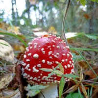 Мухоморчик.