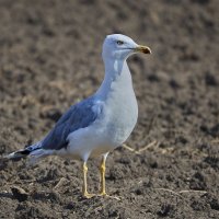 Степная чайка