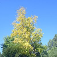 разноцветная зелень
