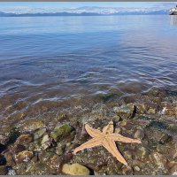Камчатка. Авачинская бухта. Морские звёзды