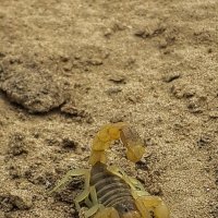 опасная находка