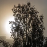 Утро началось с тумана.