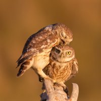 Дикие животные
