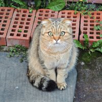 Марсик. Мой любимка.