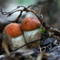 Подосиновик красный (лат. Leccinum aurantiacum) ...