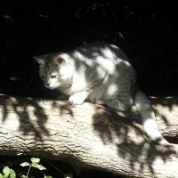 Домашние животные