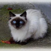 Голубоглазая красотка