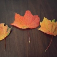 Кленовые листочки