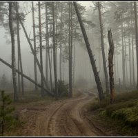 Лесная дорога