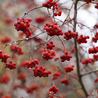 мозаика осени :: Олег Лукьянов