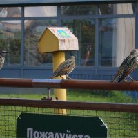 дом или не дом - вот вопрос