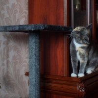 Масяня подросла. :: Татьяна Помогалова Масяня подросла. :: Татьяна Помогалова