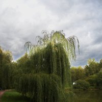 На пруду Лосиного острова
