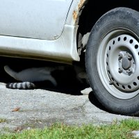 Котейка...ленивый автомеханик..