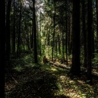 Просвет