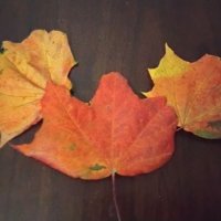 Кленовые листочки