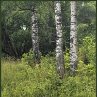 Пейзаж с берёзками.