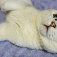 Фантазёр.